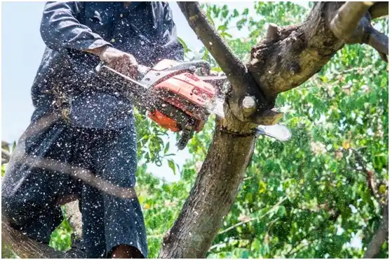 tree services Lincoln University